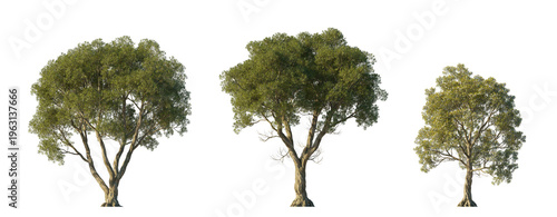 Melaleuca linariifolia (snow-in-summer, narrow-leaved paperbark, flax-leaved paperbark) isolated PNG on a transparent background premium nature cutout