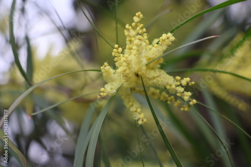 White sallow wattle