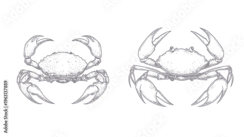Two detailed gray illustrations of crabs. One is left-facing, one is right-facing, both are symmetrical