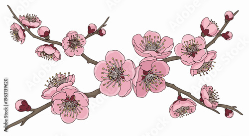 Delicate pink blossoms and buds adorn slender brown branches