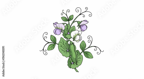 Decorative illustration of a pea plant with blossoms, pods, and tendrils