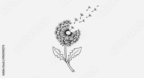 Delicate dandelion seed head with seeds dispersing on the wind