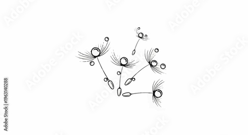 Delicate dandelion seeds with dew drops float on white background