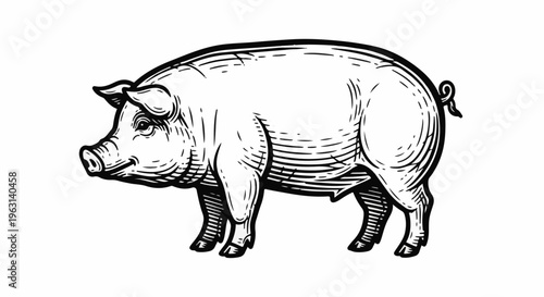 Detailed black and white illustration of a domestic pig facing left