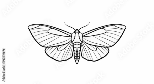 Delicate moth illustration with intricate wing patterns, set against white