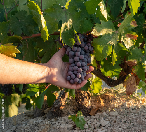 Hand reaches for ripe grapes in vineyard during harvest in late afternoon light