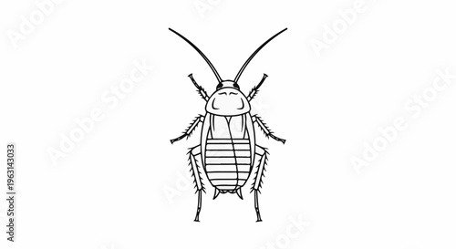 Detailed line drawing of a cockroach viewed from above