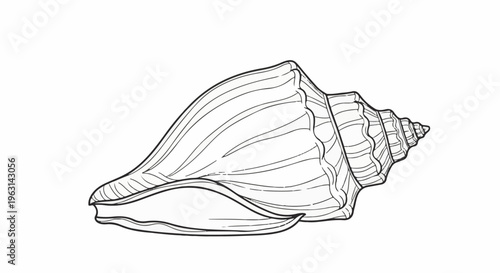 Detailed line drawing of a spiral seashell, isolated on a white background