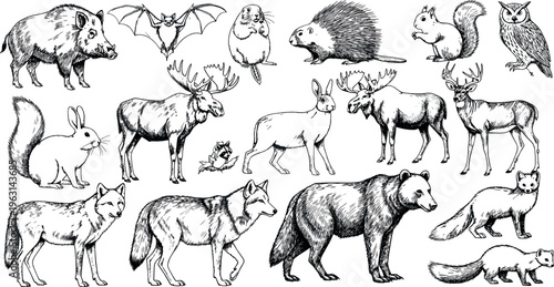 Wildlife Line Art Set – Hand-Drawn Forest Creatures, Including Bears, Foxes, and Bats