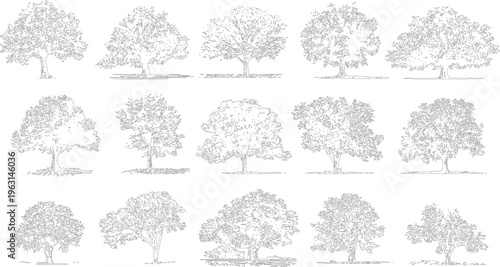 Collection of fifteen detailed black and white line of various deciduous trees with textured foliage and visible roots