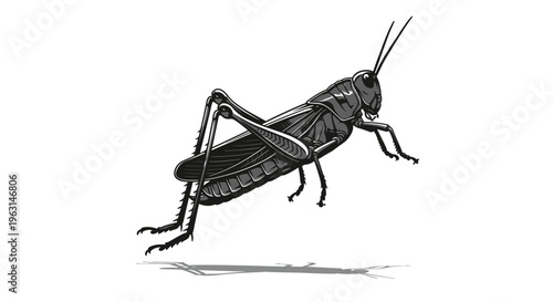 Detailed drawing of a cricket.