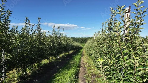 Young apple orchard. Organic gardening.