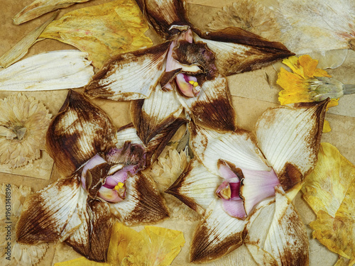 Flat dried flower arrangements. Wilted orchid flowers, dried orchid and petunia lie on the beige background, top view