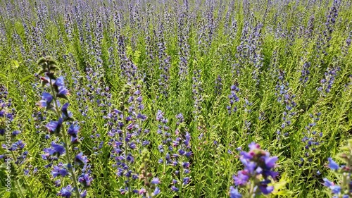Close-up of Echium vulgare plants gently swaying in the wind in a meadow. The footage highlights the vibrant blue flowers, green stems, and natural movement in a rural wildflower setting.