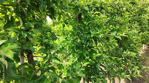 Symmetrical Apple Tree Rows in a Well-Organized Fruit Garden.