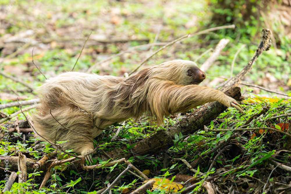 Naklejka premium two toed sloth (Choloepus didactylus) rarely walking and crawling on the ground, heading to a tree. Puerto Viejo, Caribbean, Costa Rica.
