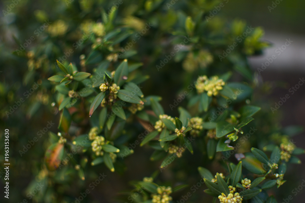 Fototapeta premium yellow flowers on a tree