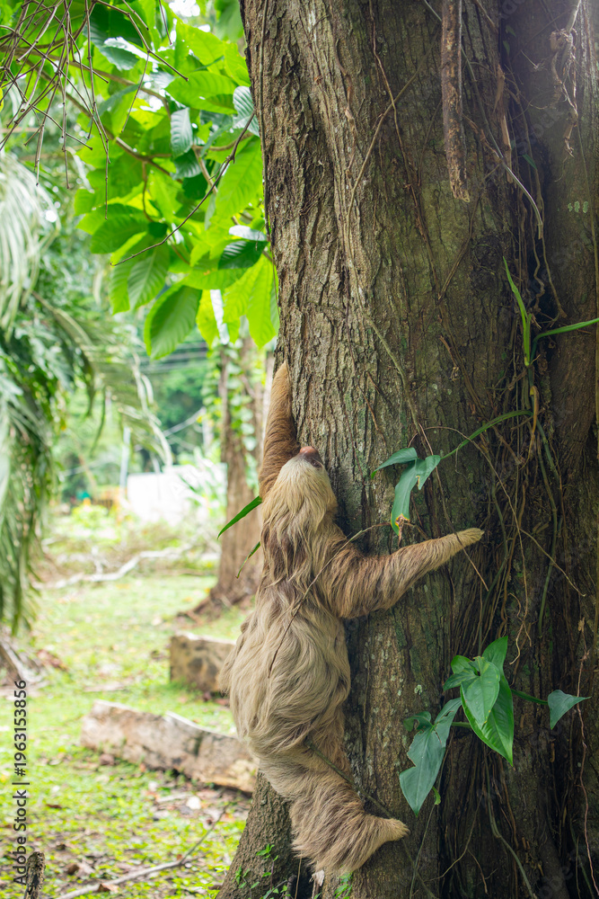 Naklejka premium two toed sloth (Choloepus didactylus) climbing up a tree trunk after being on the ground. Puerto Viejo, Caribbean, Costa Rica.