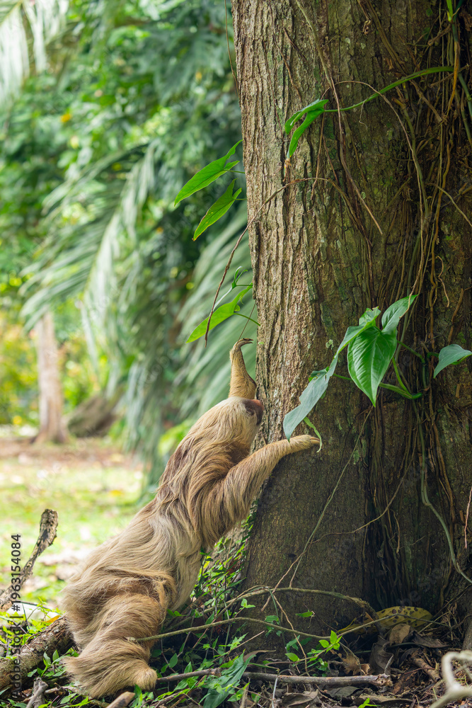 Naklejka premium two toed sloth (Choloepus didactylus) climbing up a tree trunk after being on the ground. Puerto Viejo, Caribbean, Costa Rica.