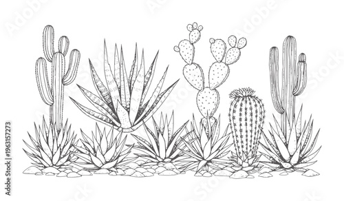 Diverse desert succulents and cacti arranged in a line rocky ground cactus aloe prickly