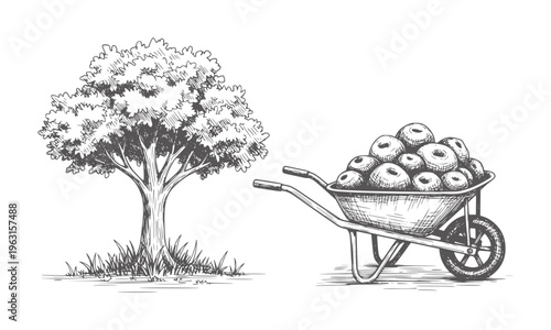 Hand drawn of a tree with a wheelbarrow full of apples harvest garden