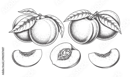 Hand drawn of ripe peaches branches and slices fruit vintage food nature