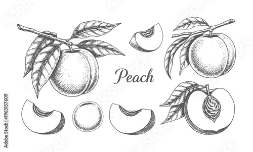 Hand drawn of ripe peaches branches and slices fruit food nature