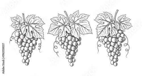 Three bunches of grapes with leaves and tendrils in a style fruit