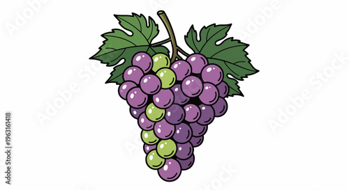 Grapes bunch with green leaves on stem purple fruit