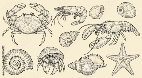 Vintage seafood engraving set with crab shrimp shellfish and starfish