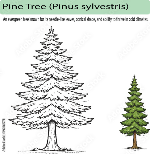 A minimal realistic line art illustration of a pine tree featuring layered triangular foliage and a straight trunk. The clean vector style and simple needle detailing create an accurate and profession