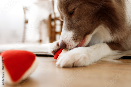 A focused brown Border Collie performs a nosework search on a wooden floor, intently sniffing a scent source hidden in a plush toy. High concentration and mental stimulation in training