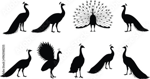 Vector illustration of peacock bird silhouettes in various poses with fanned tail feathers, perfect for wildlife, ornamental, and design projects.