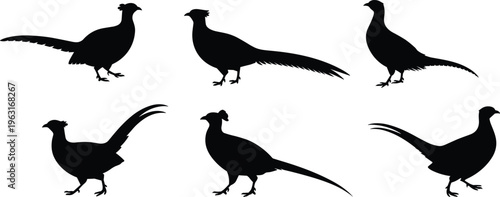 Vector illustration of pheasant bird silhouettes in side profile with long tails and upright posture, ideal for wildlife, nature, and design.