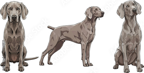 Weimaraner dog standing side profile sitting curious pose set