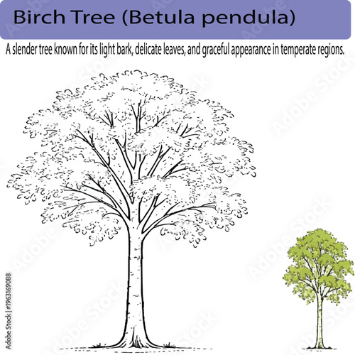 A minimal realistic line art illustration of a birch tree with a slender trunk and light foliage, featuring subtle bark texture using minimal strokes. The clean composition is enhanced by a small colo