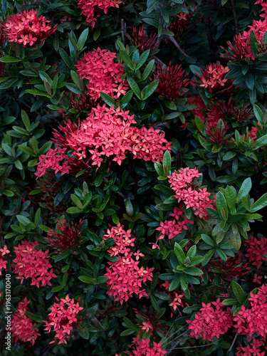 red and green flowers pattern