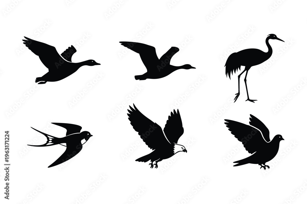 Obraz premium Silhouette birds in flight and standing: eagle, goose, swallow, dove