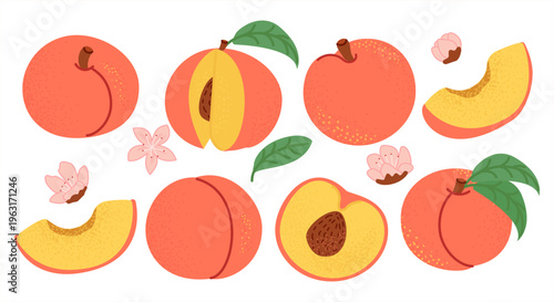 Vector set of ripe peaches in different variations: whole fruits, halves and slices with pits, green leaves and peach blossoms. Bright summer illustration in flat cartoon style, perfect for food desig