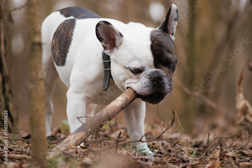 Fotografie French bulldog gnawing wooden stick in park