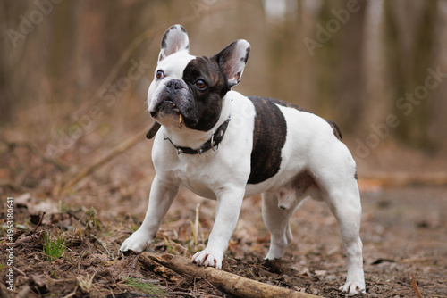 Konstfotografi French bulldog looking away while gnawing wooden stick in park