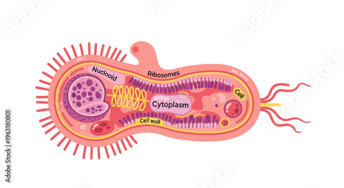 Diagram illustrating the internal structure and organelles of a typical bacterial cell, highlighting key components like the nucleoid, cytoplasm, ribosomes, and cell wall.