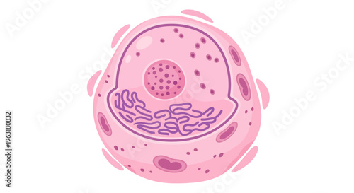A detailed illustration of a pink animal cell, showcasing its nucleus, endoplasmic reticulum, and other organelles within the cytoplasm.