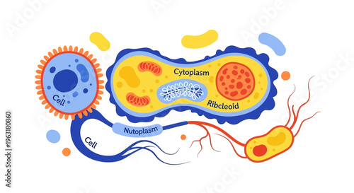 Illustration of various microorganisms including bacteria and a eukaryotic cell, showcasing cellular structures like cytoplasm, nucleoid, and organelles.