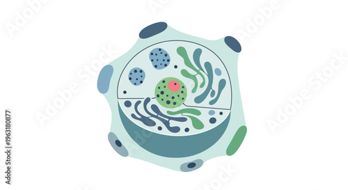 Illustration of a eukaryotic animal cell, showcasing its internal organelles like the nucleus, mitochondria, endoplasmic reticulum, and Golgi apparatus.
