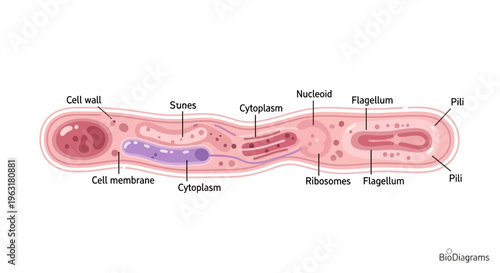 Diagram illustrating the internal structure and components of a bacterial cell, including its cell wall, membrane, cytoplasm, nucleoid, ribosomes, and flagella.