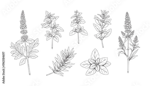 Collection of hand drawn botanical of culinary herbs and plants outline vintage