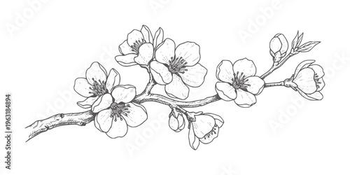 Delicate cherry blossom branch with buds and open flowers floral