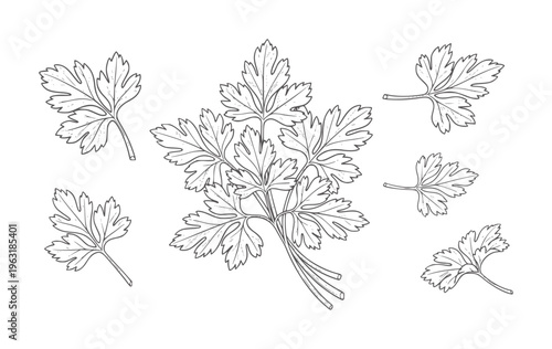 Hand drawn parsley sprigs and leaves white herb leaf