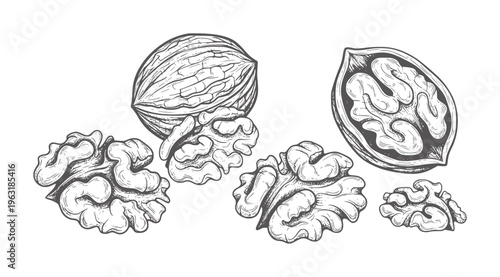 Hand drawn of whole and shelled walnuts white food healthy ingredient